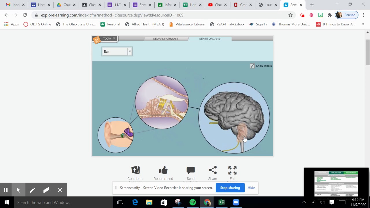 Senses GIZMO Part II