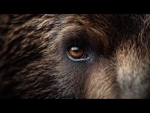 Ash & Paradise - Bound To Nature (Music Video)