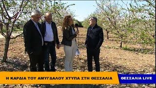 Η καρδιά του αμυγδάλου χτυπά στη Θεσσαλία - Θεσσαλία live 19 3 2019