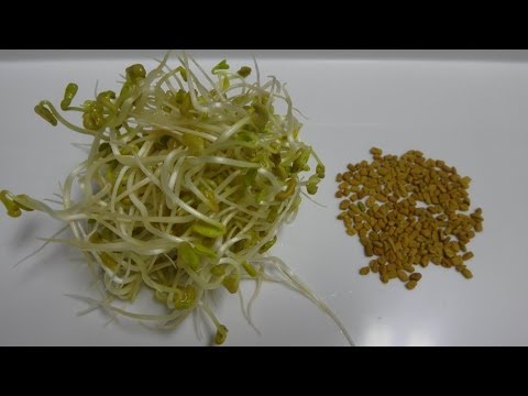 How to Sprout Fenugreek - Cheap and Easy Method Video