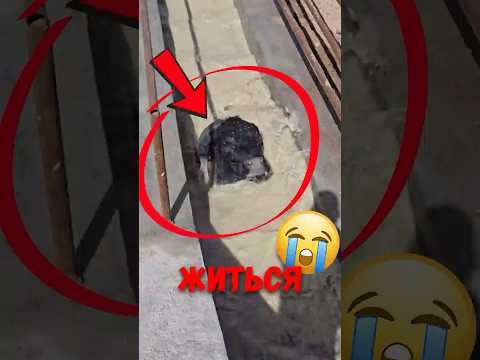 🐄 Почему коров полностью погружают в воду? #коровы #ферма #животные