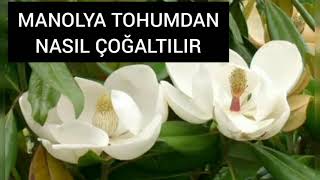 MANOLYA BAKIMI VE TOHUMDAN MANOLYA YETİŞTİRME