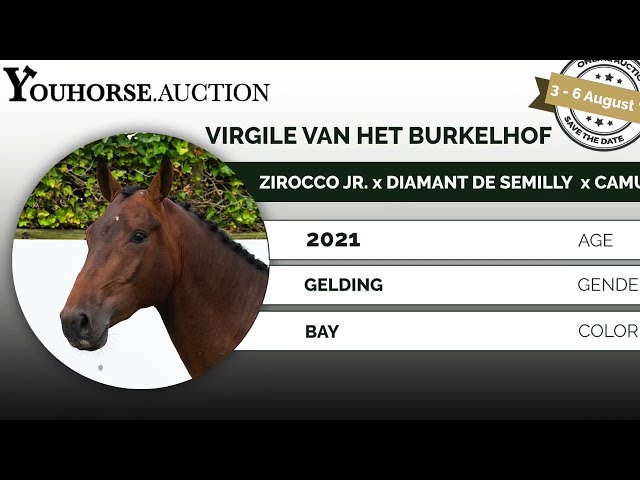 Virgile van het Burkelhof under the saddle