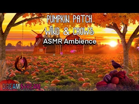 ASMR 🎧 Autumn Pumpkin Patch Ambience 🎃 Fall Ambiance 🍂 Wind, Crow & Farm Sounds, Focus Meditation