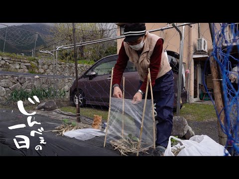 bambou-pot-terrasse-mur-blanc-galets bambou en pot