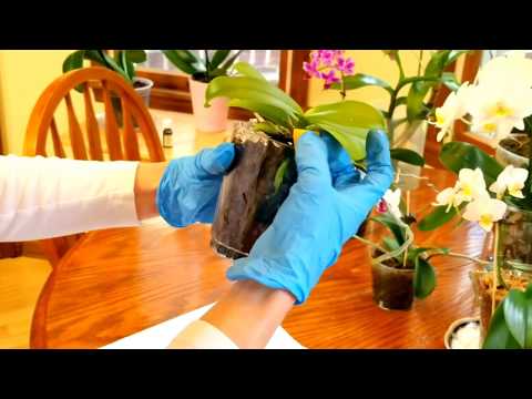 Watch me repot my miniature phalaenopsis in bark.
