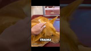 Download lagu So poor #shorts #shortviral #shortvideo mp3 Download lagu So poor #shorts #shortviral #shortvideo mp3