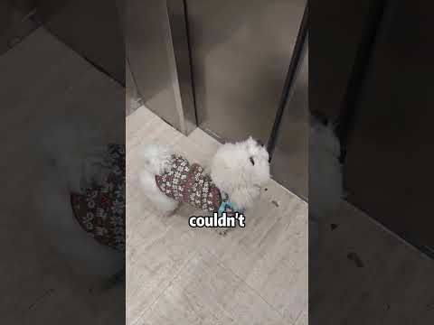 The little dog can't find its owner