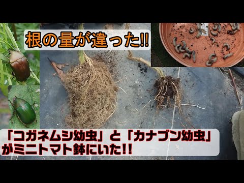 カブトムシとコガネムシの幼虫の見分け方は？両者の 5 つの違い + 写真とビデオ  庭園