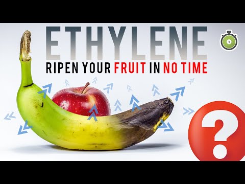 ETHYLENE - The Science Behind Faster Ripening | One minute summary
