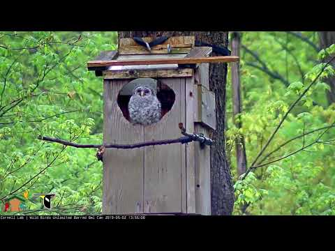Owlet Perches For A View Outside The Nest Box – May 2, 2019