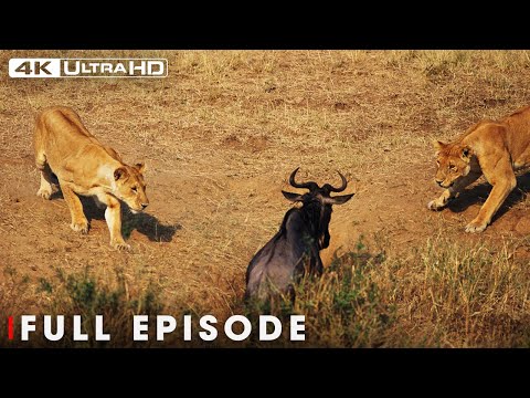 Powerful Hunters: Lion Battle Zone (Full Episode) | Nature Animal Documentary