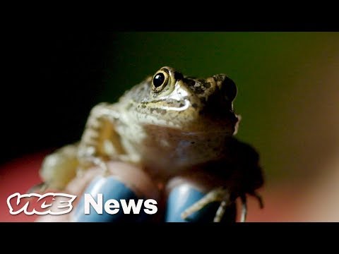 This Rare Frog's Fate Depends on a Supreme Court Case
