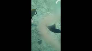 Download lagu #Surut Sirukur🙏🙏🙏😂 mp3 Download lagu #Surut Sirukur🙏🙏🙏😂 mp3