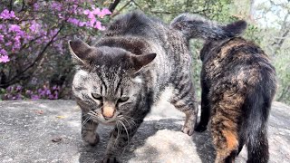 喜んで迎えてくれたかわいい猫たちがずっと体合わせて嬉しそう