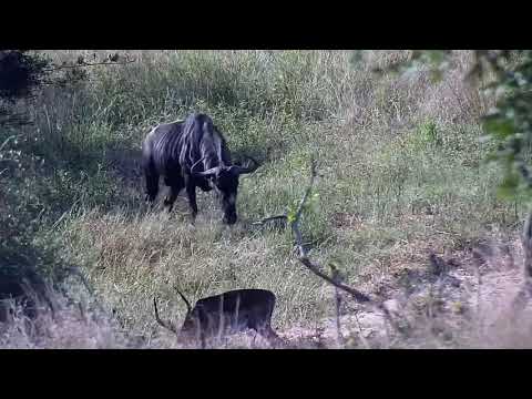 Djuma: Wildebeestbull and Impala rams - 16:00 - 03/07/2022