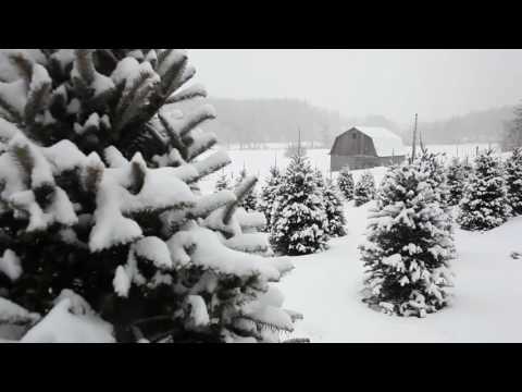 [10 Hours] Snow Falling on Christmas Trees #1 Video & Audio [1080HD] SlowTV