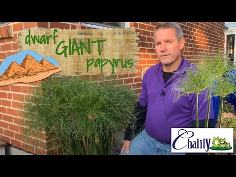 Dwarf Giant Papyrus - The Best of Both Worlds!
