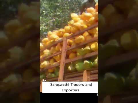 Solid whole yellow tender coconut, packaging size: 20 kg