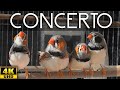 Zebra Finch - Four Great Composers 🌞 Sun Concert Singing