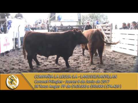 08-06-17 Venta de Toros Angus PP - Compañía La Legua S.A - Lanusse/Santillan - C. Pringles