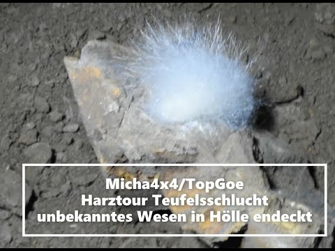 Lost Place im Harz / Teufelsschlucht / Bergbau / Stollen /Entdeckung seltene Lebewesen