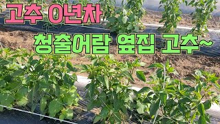 고추 초보 옆집!! 농사의 여신 프로그램으로 고추농사 잘 짓고 계세요^^