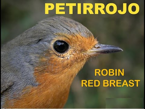 petirrojo ( Erithacus rubecula )