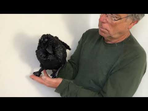 CROW HAND PUPPET
