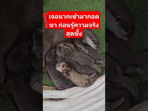 เรื่องราวของนากตัวหนึ่ง ที่ทำให้ทั้งอินเทอร์เน็ตใจฟู #youtubeshorts #shorts #pets #animals