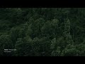 The Forest Song