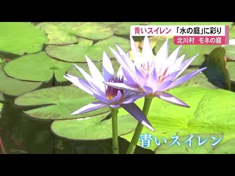庭のスイレン 植物
