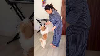 Hamesha yahi hota hai🥺🐶 #shorts #dogs #pets #shortsvideo #dogmom #shihtzu #short #dog #dogdad