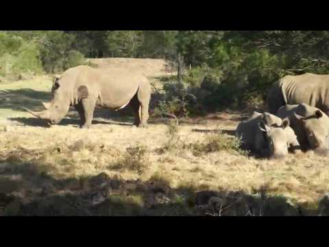 Can you spot the male Rhino?