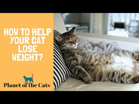 HOW TO HELP YOUR CAT LOSE WEIGHT?