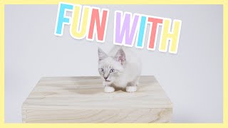 This is Freddy the 4 months old cutest kitten - Fun with | Furry Friends