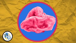 Does Gum Really Stay in Your Stomach for 7 Years?