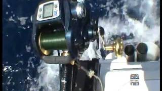 Bass Groper @ Browns.