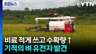 비료 적게 쓰고 수확은 '쑥'...기적의 벼 유전자 발견 / YTN