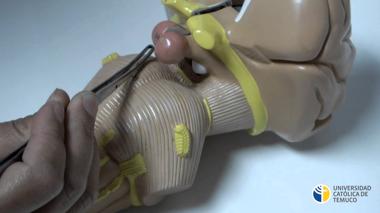 Anatomia de Tronco Encefálico