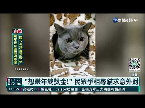 愛貓不見了! 飼主懸賞50萬協尋引暴動