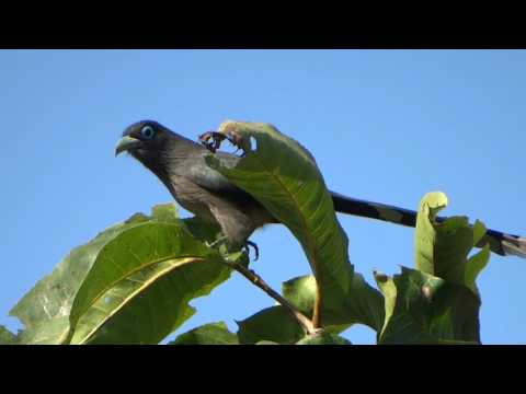 Blue-faced Malkoha (Phaenicophaeus viridirostris)