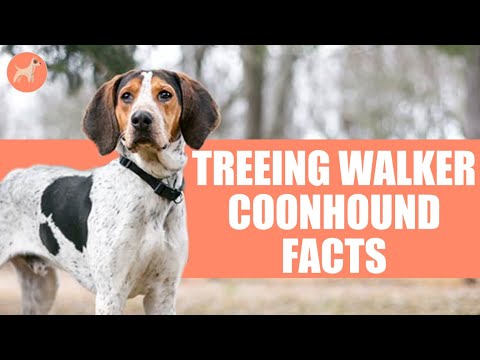 Treeing Walker Coonhound: Top 10 Unbelievable Facts