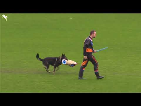 Xanuk vom grauen Star   WUSV WM 2017   C