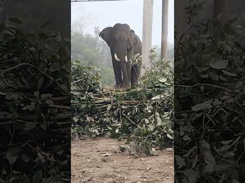 khagendra nepal jane ree😘#subscribemyyoutube #elephant #trending #animals #alimalslover💝💝