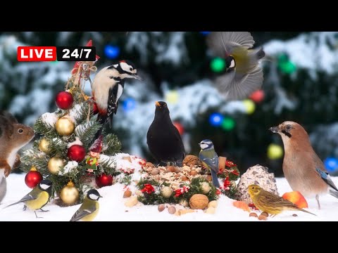 🔴24/7 Christmas CAT TV NO ADS 🎄White Xmas with Beautiful Birds and Nature Sounds