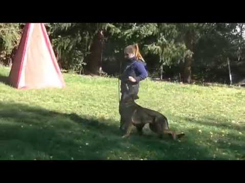 Cid Ethen 7 months obedience