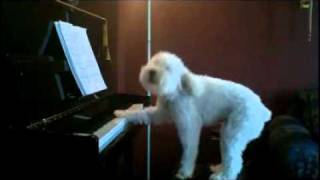 Piano Playing Dog