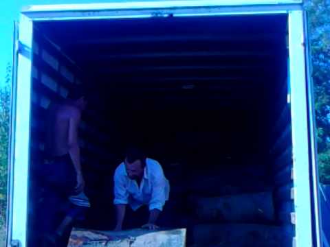 Firicel si Celentano.  Din Hanu Conache