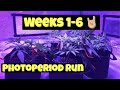 Photoperiod Cannabis Grow Start To Finish - Weeks 1-6